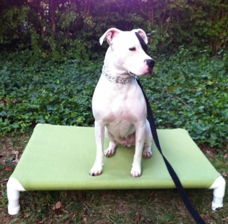 A New Bed for Your Dog