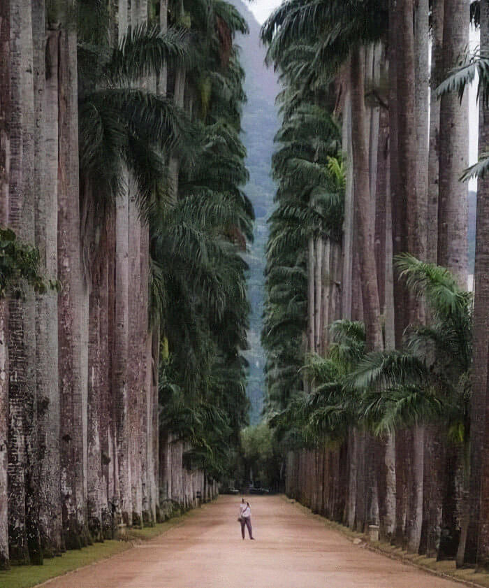 Rio De Janeiro's Botanical Park Is Over 200 Years Old