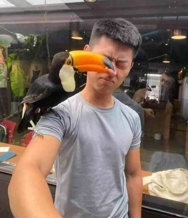Toucan Sam Know Exactly How To Photobomb