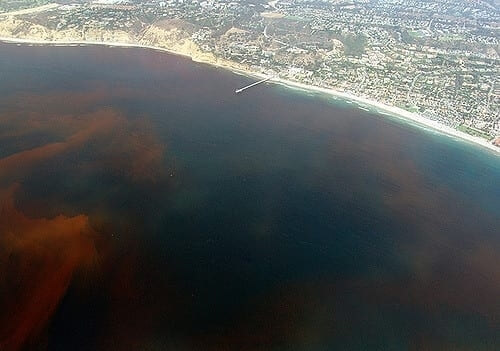If You Spot Some Fish On The Beach, Don’t Go In
