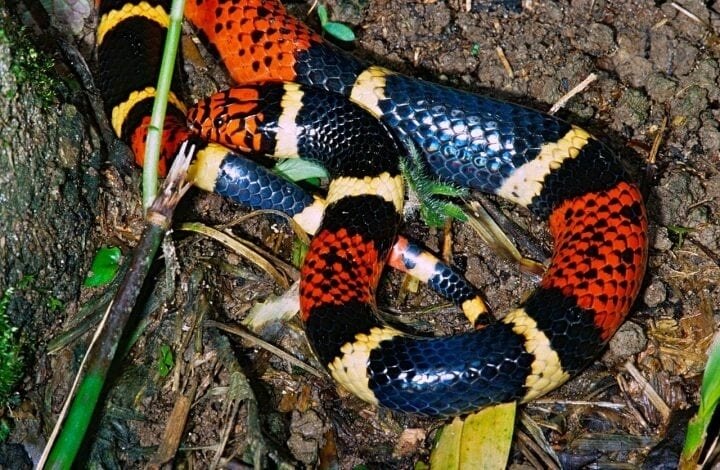 Animals With Really Bright Colors Usually Signal Danger