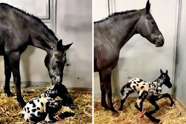 A Miracle Birth