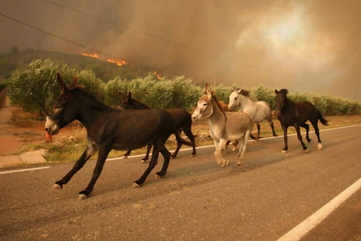 If You See Animals Running Towards You Beware Of A Possible Fire