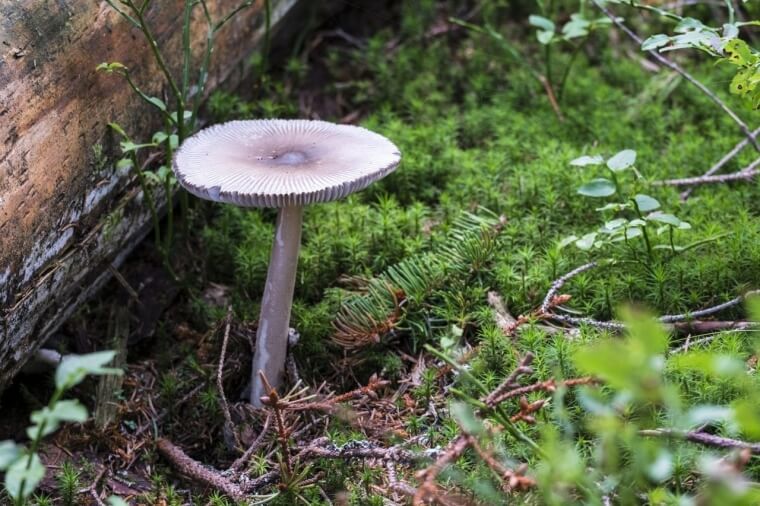 Don’t Eat A Mushroom That Has Grown Close To A Tree