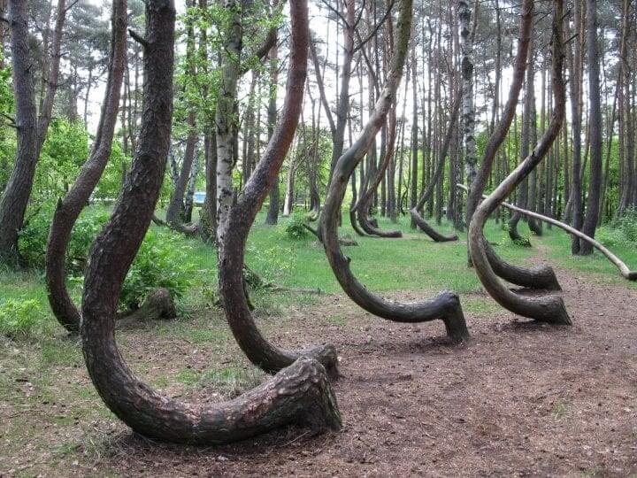 ​A Patch Of Trees Bent Into A J-Shape