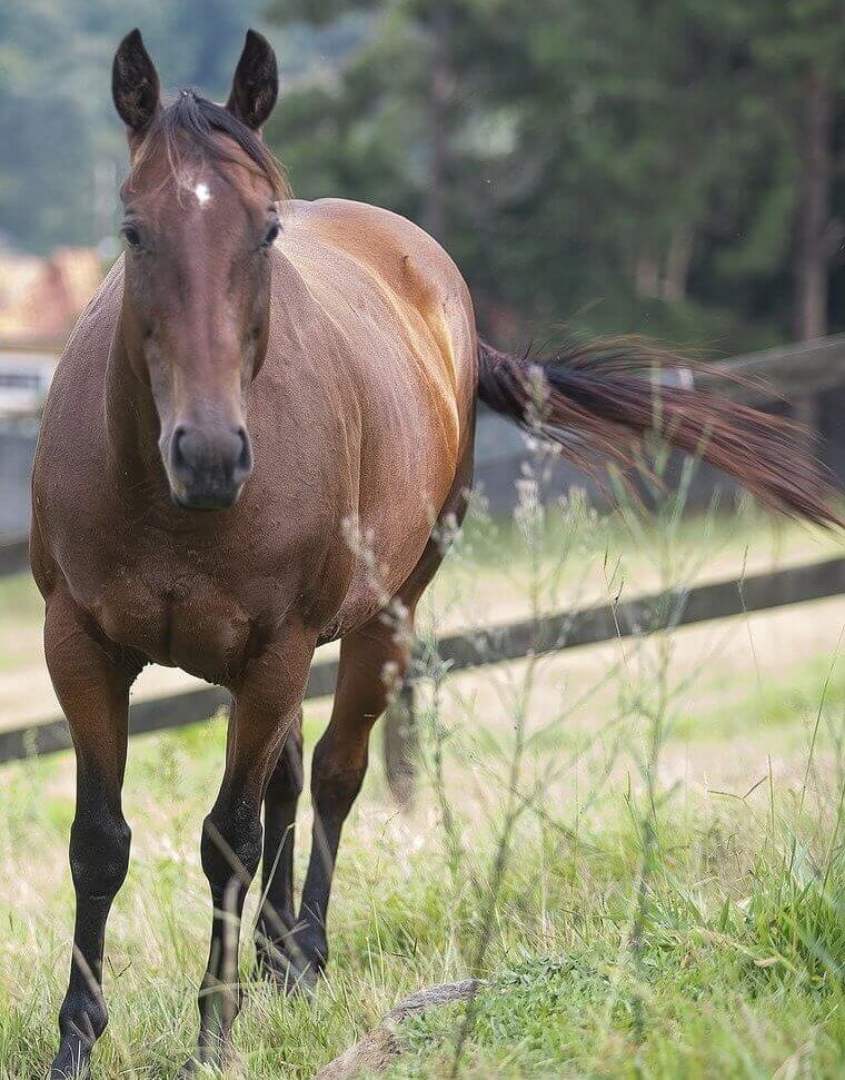 The Perfect Horse