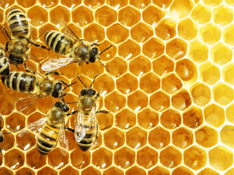 If A Bee Stings You Near A Hive, Run