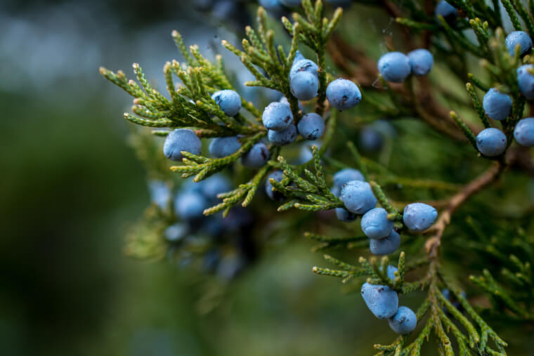 Don’t Eat Red Berries You May Find In The Wild