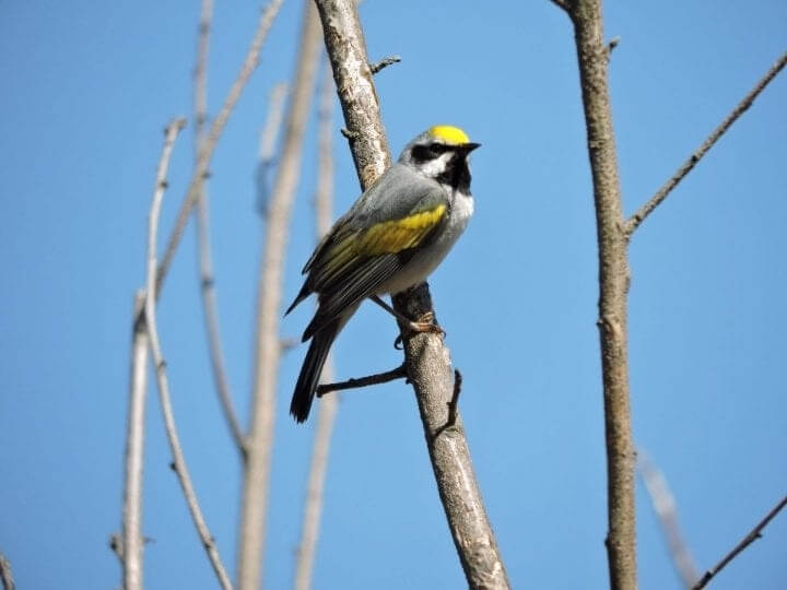 A Storm Might Be Coming If All Golden-Winged Warblers Vanish
