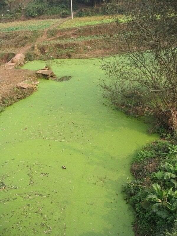 If The Water Smells Really Bad Or Is Green, Don’t Go In