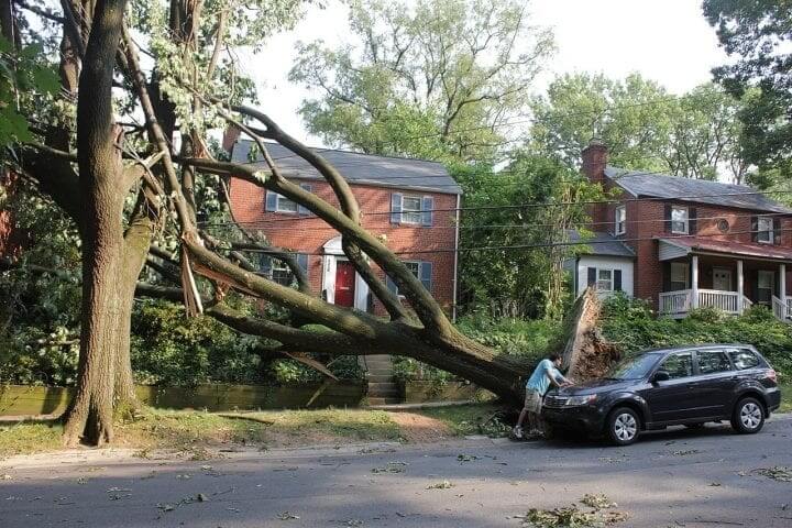 A Tree Could Be About To Fall Over If It Is Missing Bark Or It Has Deep Cracks