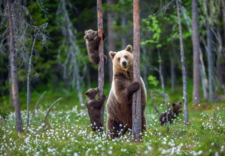 Scratch Marks Accompanied With Five-Toed Paw Prints On A Tree Could Be Danger