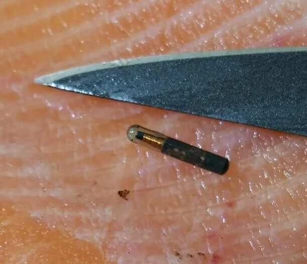 When You Catch Wild Salmon and Accidentally Interfere With Science