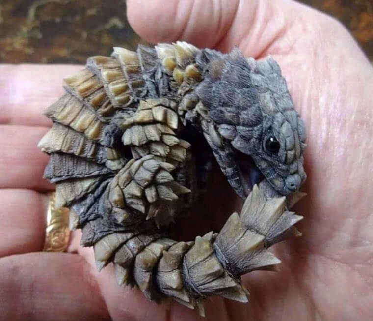 This Ancient-Looking Lizard Still Exists Today