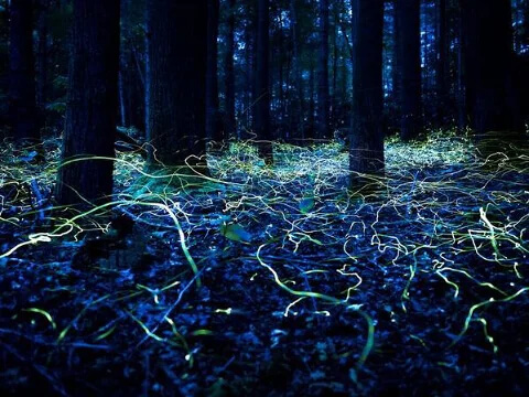 Tracking Fireflies Makes for a Gorgeous Shot