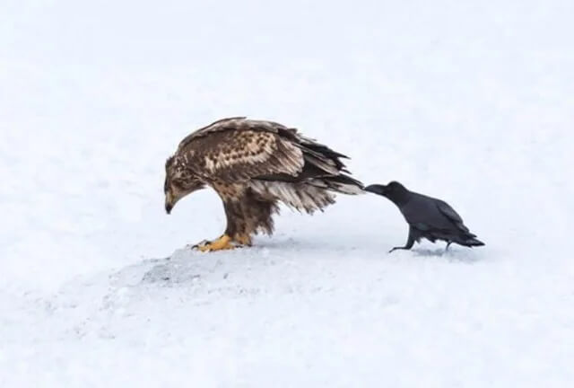 A Crow Being A Crow