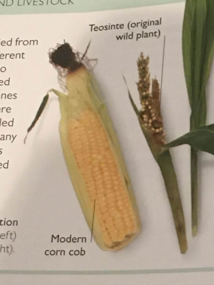 Modern Corn vs. Before It Was Domesticated