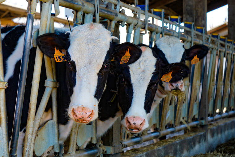 Milking It