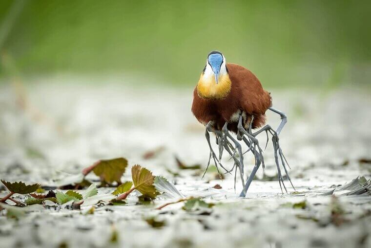 The Spider-Legged Jacana