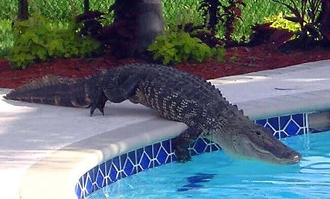 Croc-O-Clock